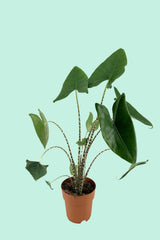 Tipps zur Pflege deiner Pflanze : Alocasia zebrina – PflanzenFuerAlle