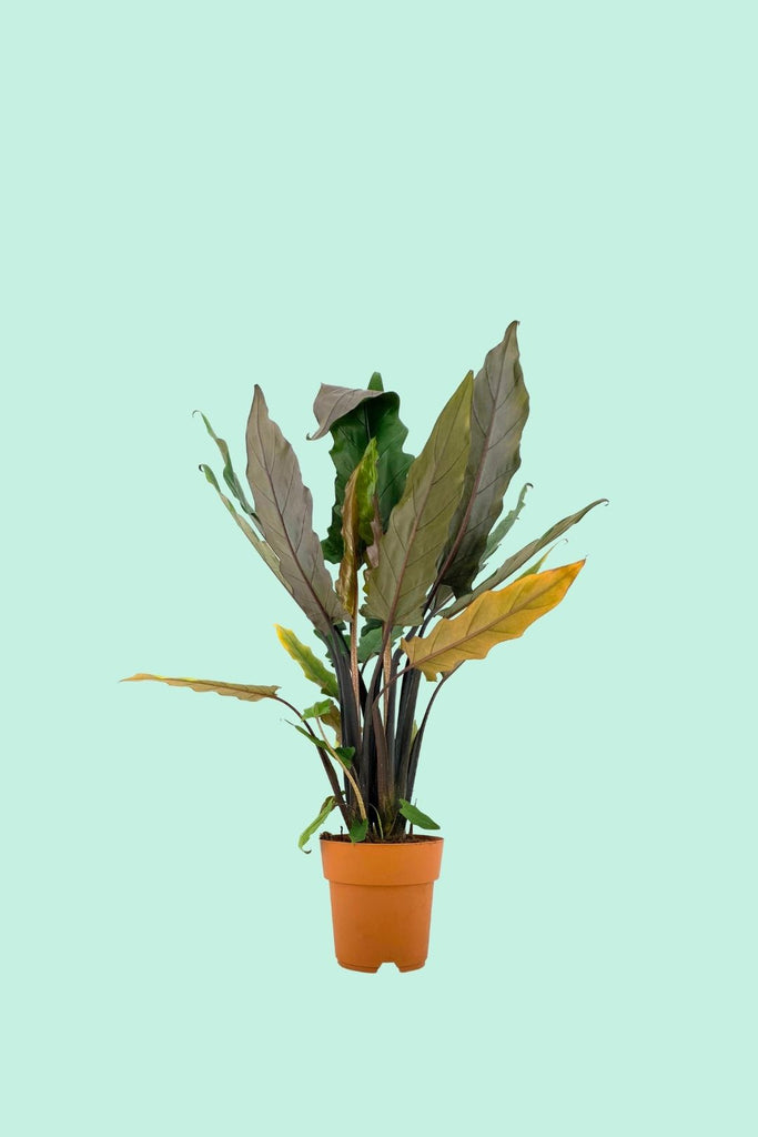 Tipps zur Pflege deiner Pflanze : Alocasia lauterbachiana – PflanzenFuerAlle