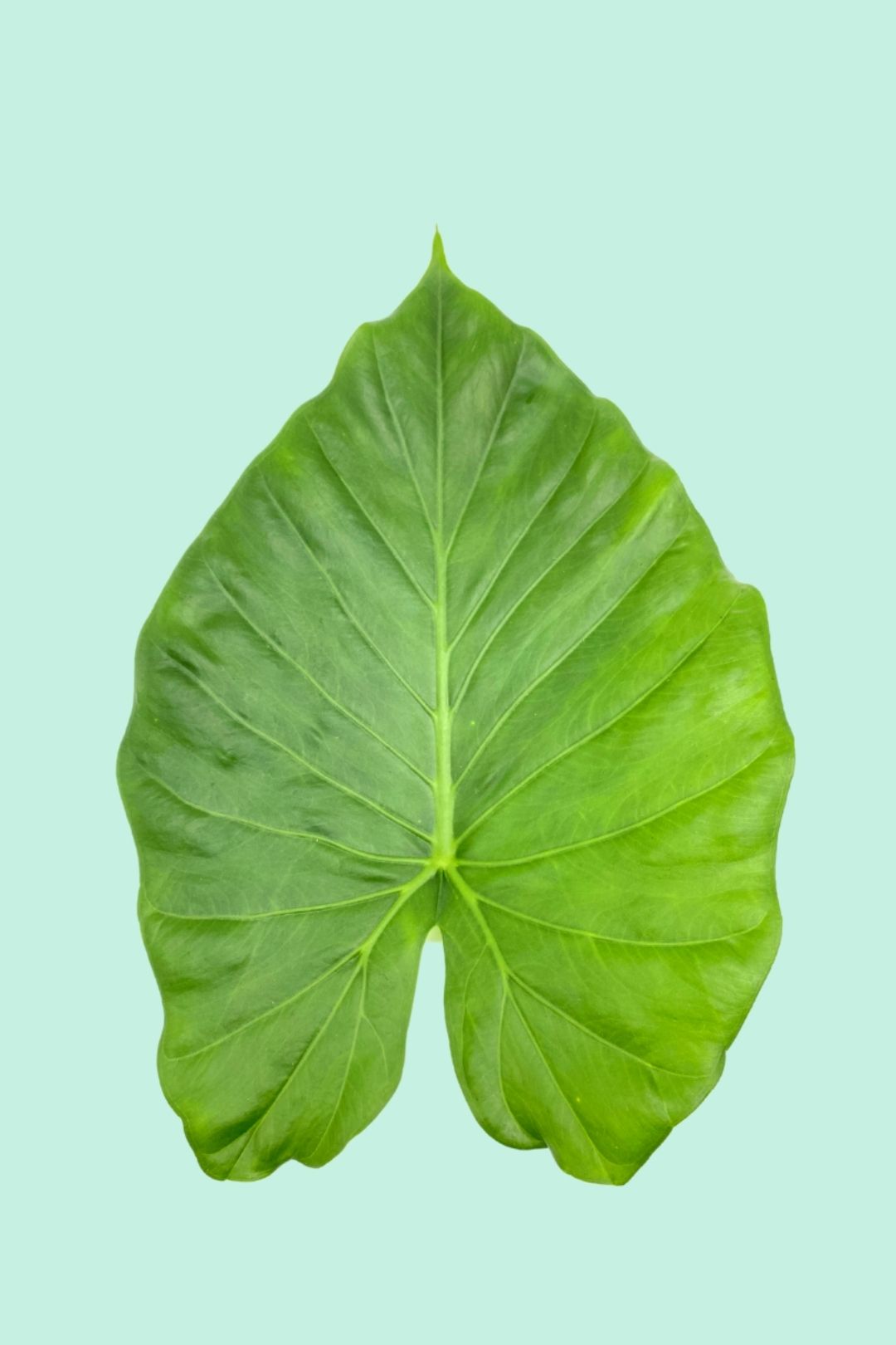 Tipps zur Pflege deiner Pflanze Alocasia macrorrhiza PflanzenFuerAlle