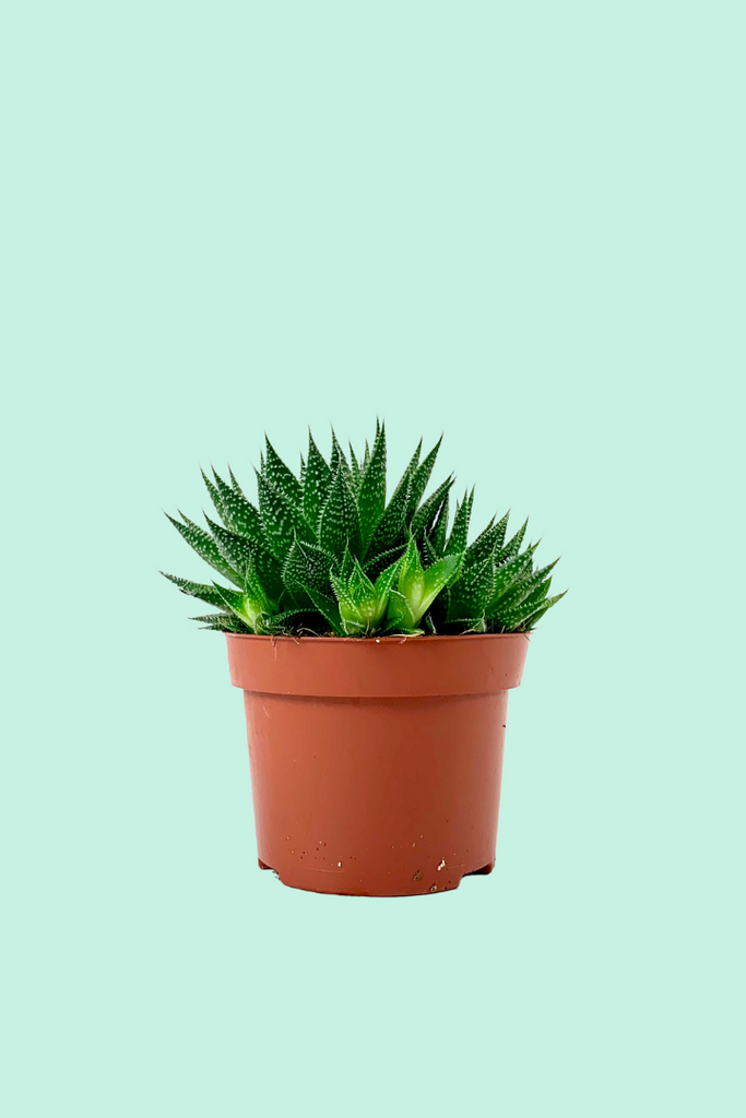 aloe vera kühlend Gesichts- & Körperspray Aloe vera 100ml main image 0