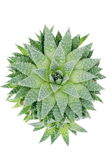 Tipps zur Pflege deiner Pflanze : Calathea orbifolia – PflanzenFuerAlle
