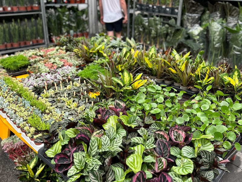 Großer Pflanzenverkauf <br> Wien