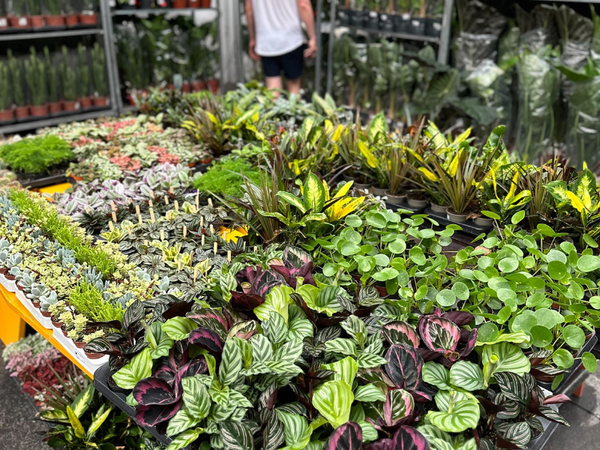 Großer Pflanzenverkauf <br> Wien