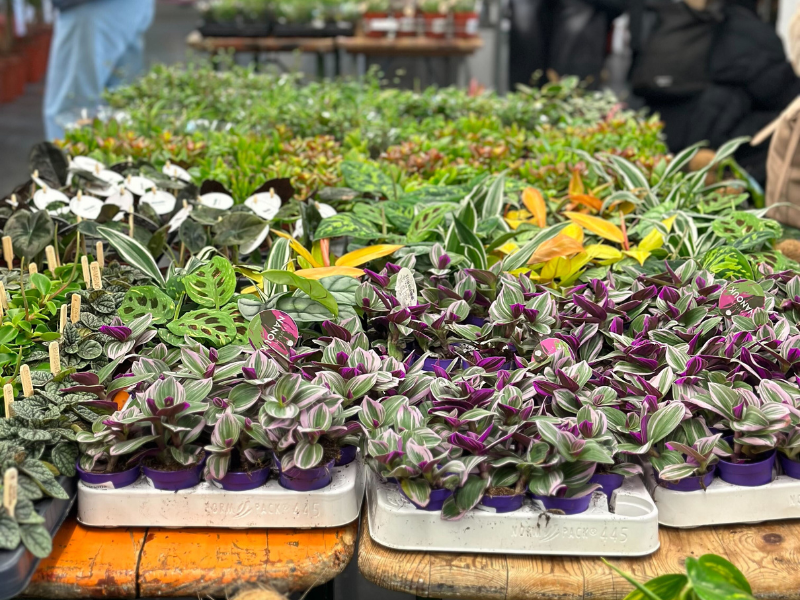 Großer Pflanzenverkauf <br> Wien