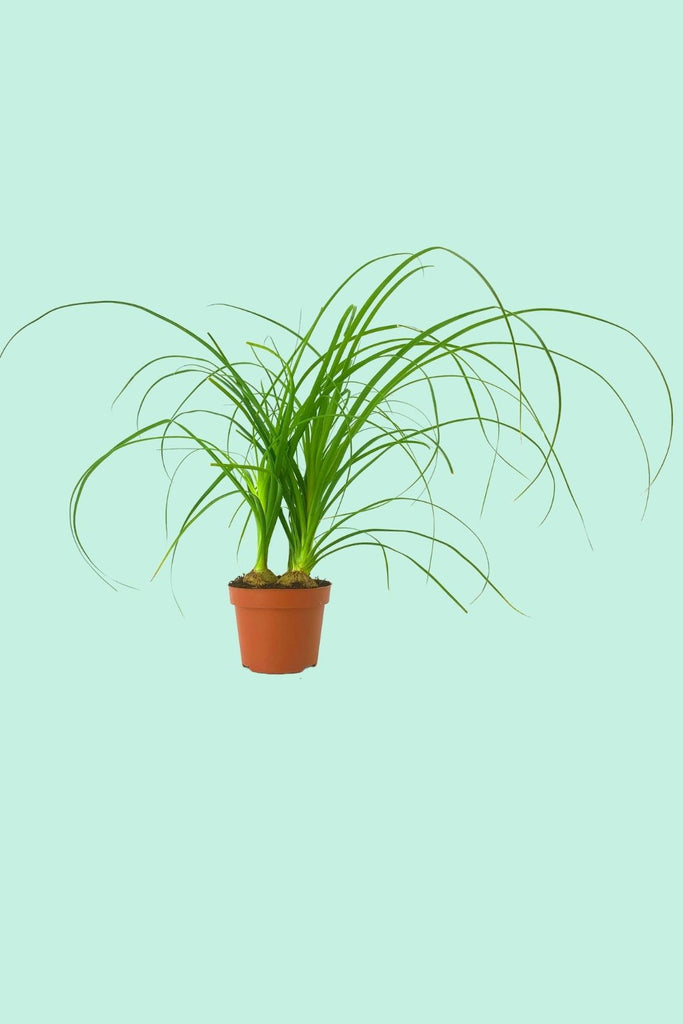 elefantenfuß flaschenbaum beaucarnea recurvata Tipps zur Pflege deiner Pflanze : Beaucarnea recurvata – PflanzenFuerAlle