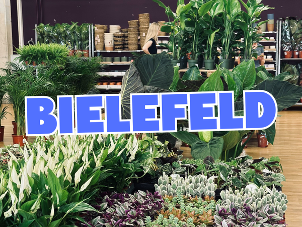Großer Pflanzenverkauf <br> Bielefeld