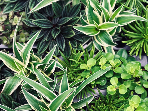 Großer Pflanzenverkauf <br> Hannover