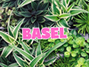 Großer Pflanzenverkauf  <br>Basel
