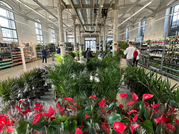 Großer Pflanzenverkauf  <br>Basel