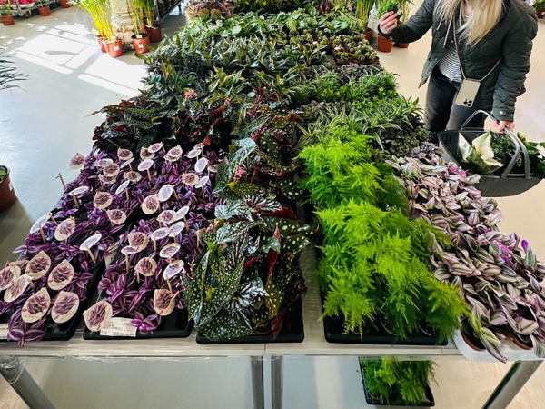 Großer Pflanzenverkauf<br> Mannheim