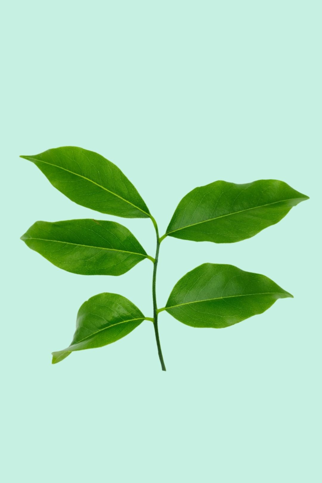 Tipps zur Pflege deiner Pflanze : Castanospermum australe – PflanzenFuerAlle