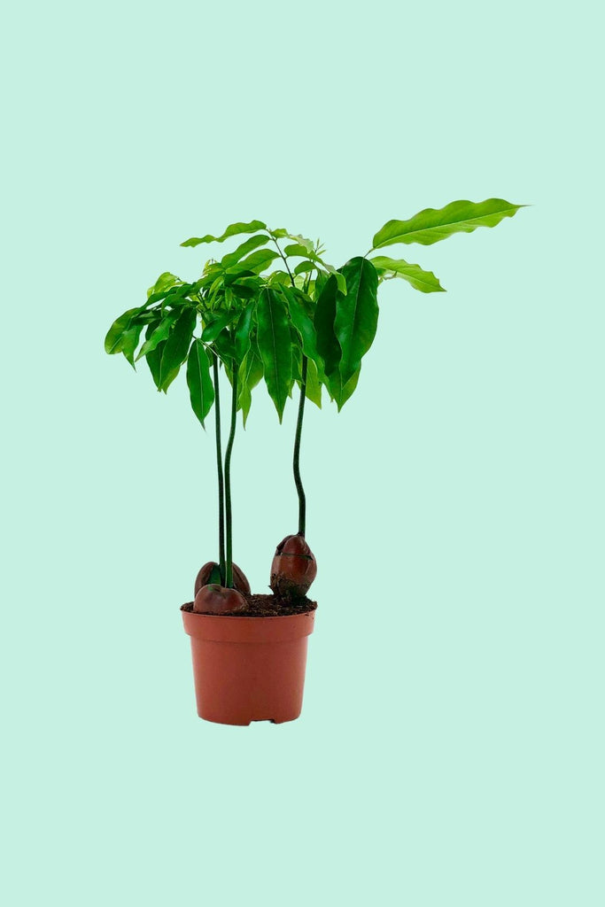 compo rasenunkraut vernichter banvel quattro Compo Rasenunkraut-Vernichter Banvel Quattro – Fertigrasen Farm Winkel