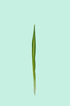 Chlorophytum comosum ‘Bonnie Variegatum’