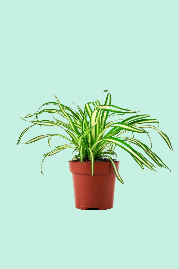 Tipps zur Pflege deiner Pflanze : Chlorophytum comosum – PflanzenFuerAlle