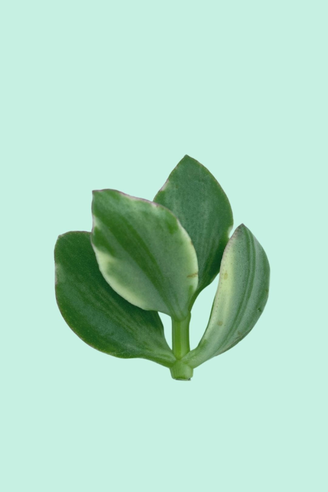 Tipps zur Pflege deiner Pflanze : Crassula ovata 'Sunset' – PflanzenFuerAlle
