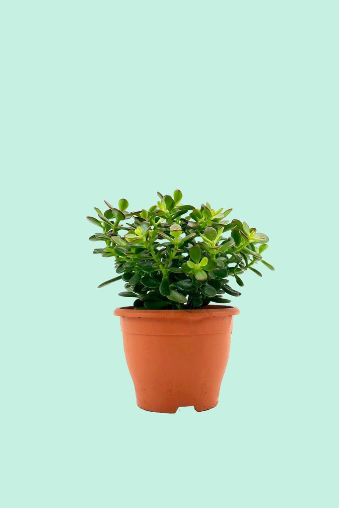 Tipps zur Pflege deiner Pflanze : Crassula ovata 'Sunset' – PflanzenFuerAlle