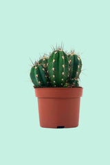 Tipps zur Pflege deiner Pflanze : Cactus – PflanzenFuerAlle