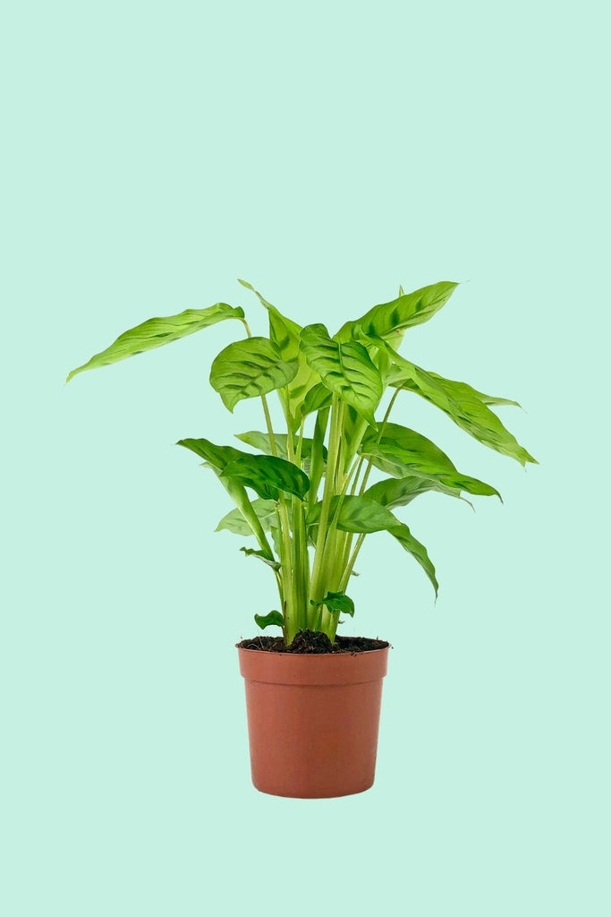 Tipps zur Pflege deiner Pflanze : Calathea leopardina – PflanzenFuerAlle