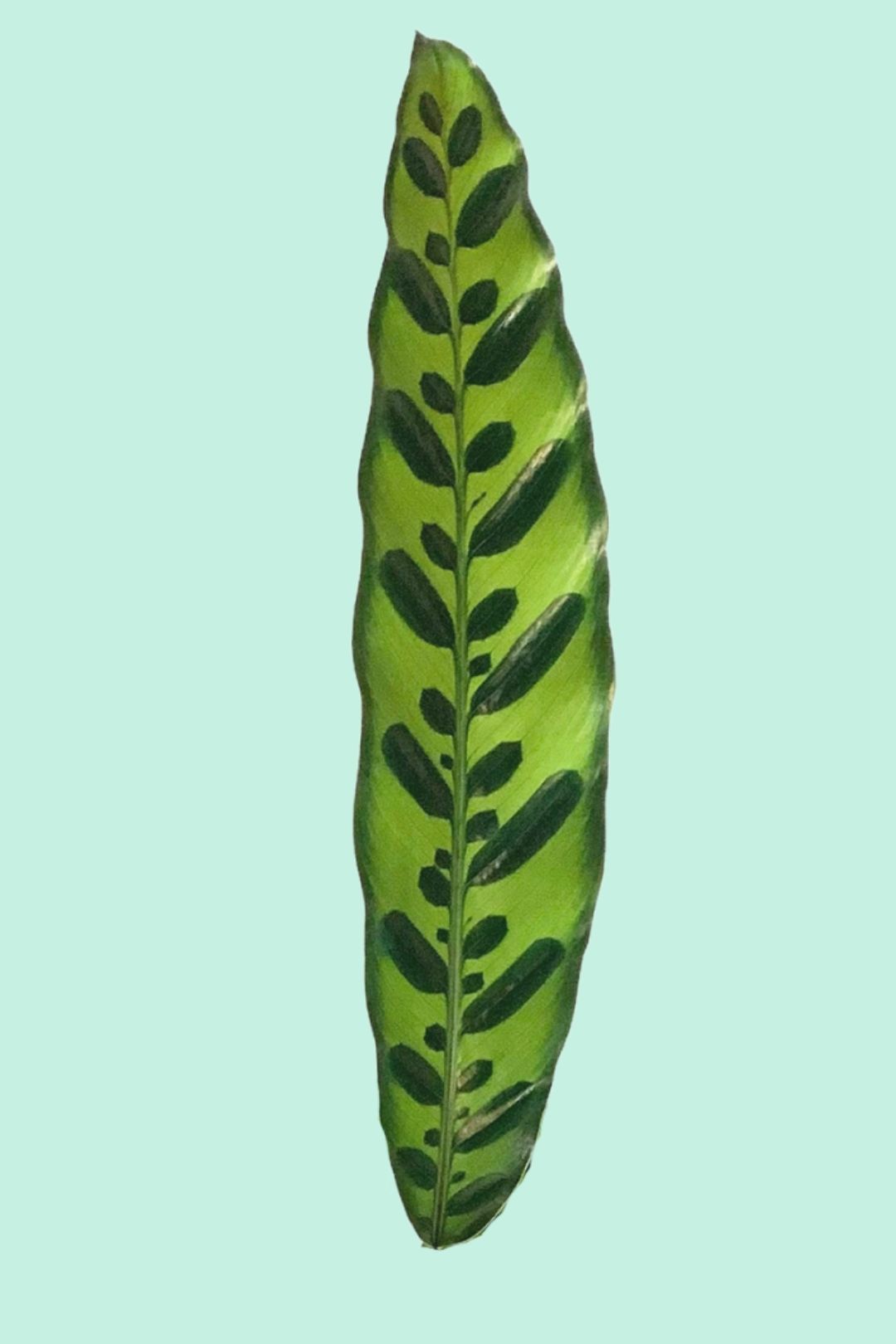 calathea blatt Tipps zur Pflege deiner Pflanze : Calathea lancifolia – PflanzenFuerAlle