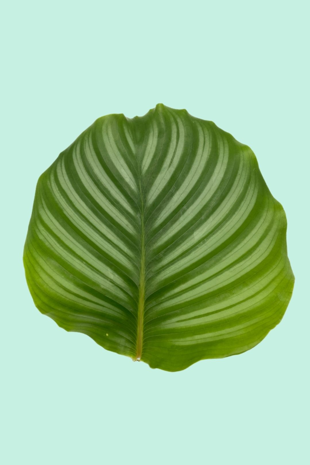 Tipps zur Pflege deiner Pflanze : Calathea orbifolia – PflanzenFuerAlle