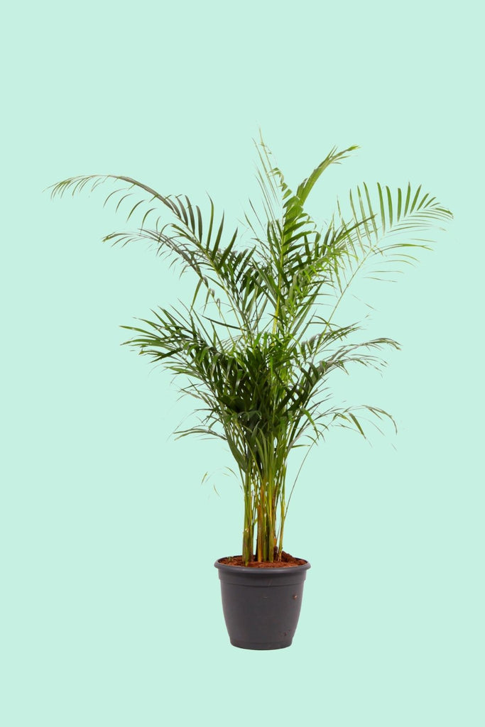 Tipps zur Pflege deiner Pflanze : Chrysalidocarpus lutescens –  PflanzenFuerAlle