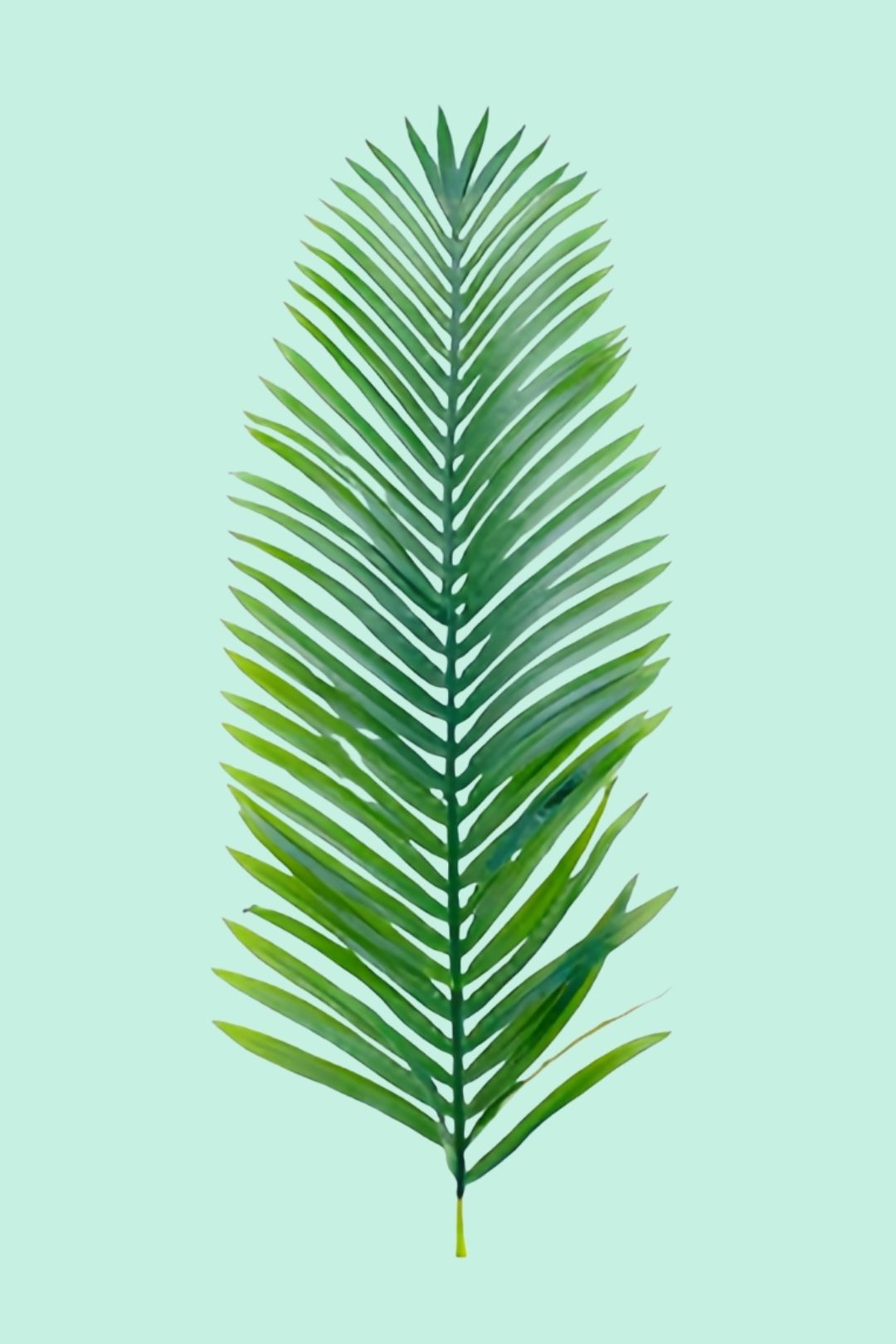 Tipps zur Pflege deiner Pflanze Cycas revoluta PflanzenFuerAlle