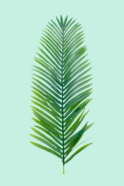 Tipps zur Pflege deiner Pflanze : Cycas revoluta – PflanzenFuerAlle