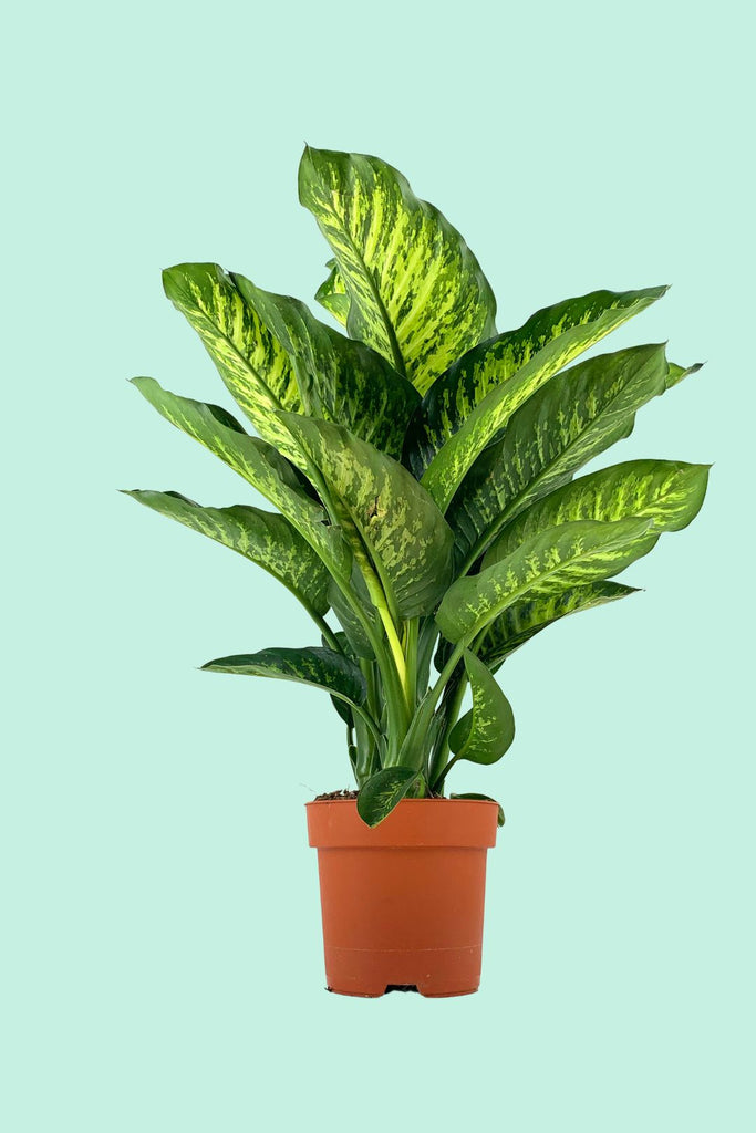 dieffenbachia pflege standort Tipps zur Pflege deiner Pflanze : Dieffenbacchia Maroba – PflanzenFuerAlle
