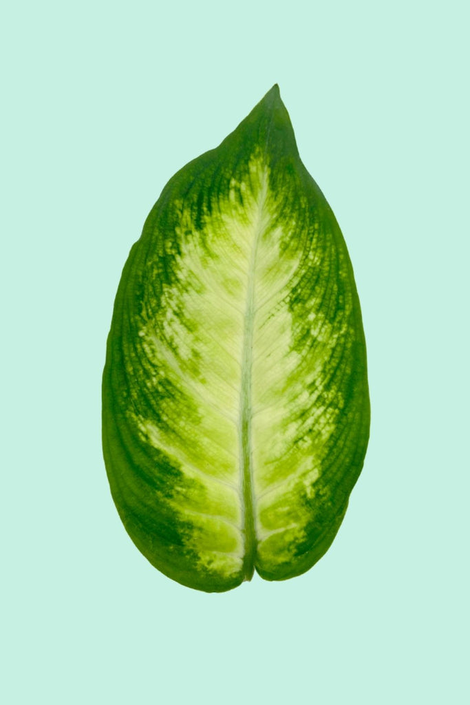 dieffenbachia pflege Tipps zur Pflege deiner Pflanze : Dieffenbachia camilla – PflanzenFuerAlle