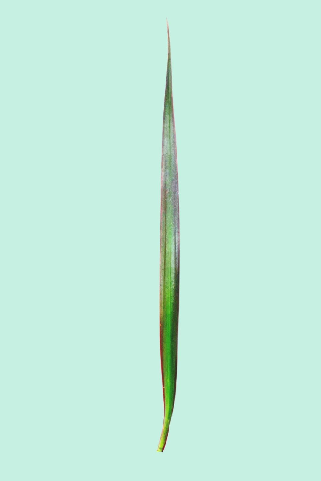Tipps zur Pflege deiner Pflanze : Dracaena Marginata – PflanzenFuerAlle