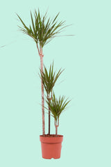 Tipps zur Pflege deiner Pflanze : Dracaena Marginata – PflanzenFuerAlle
