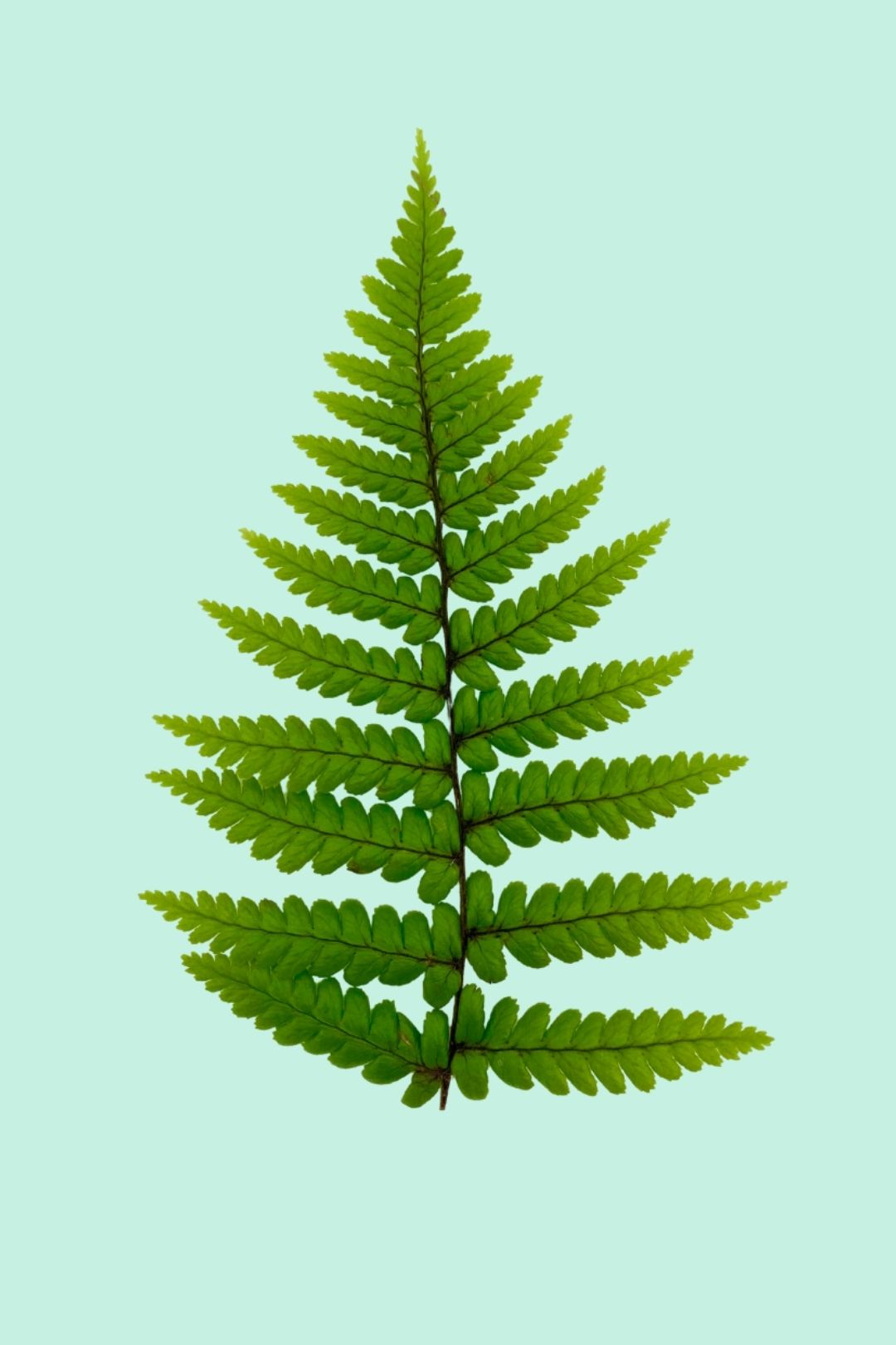 Dryopteris erythrosora – PflanzenFuerAlle