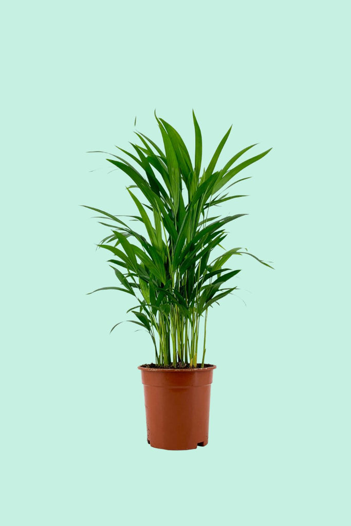 Dypsis lutescens – PflanzenFuerAlle