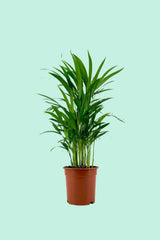 Dypsis lutescens – PflanzenFuerAlle