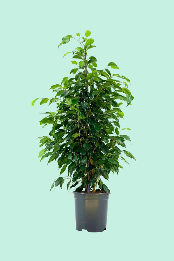 Ficus benjamina ‘Danielle’