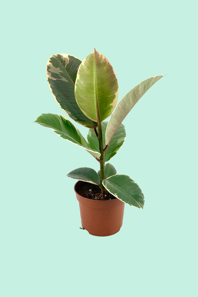 Tipps zur Pflege deiner Pflanze : Ficus elastica 'Tineke' – PflanzenFuerAlle