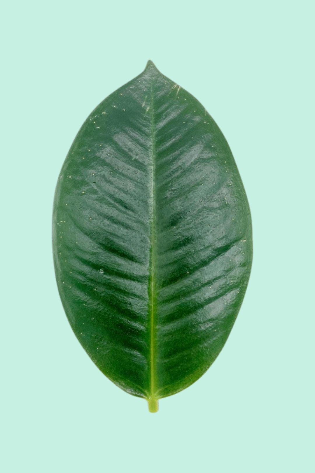 Tipps zur Pflege deiner Pflanze : Ficus elastica robusta – PflanzenFuerAlle