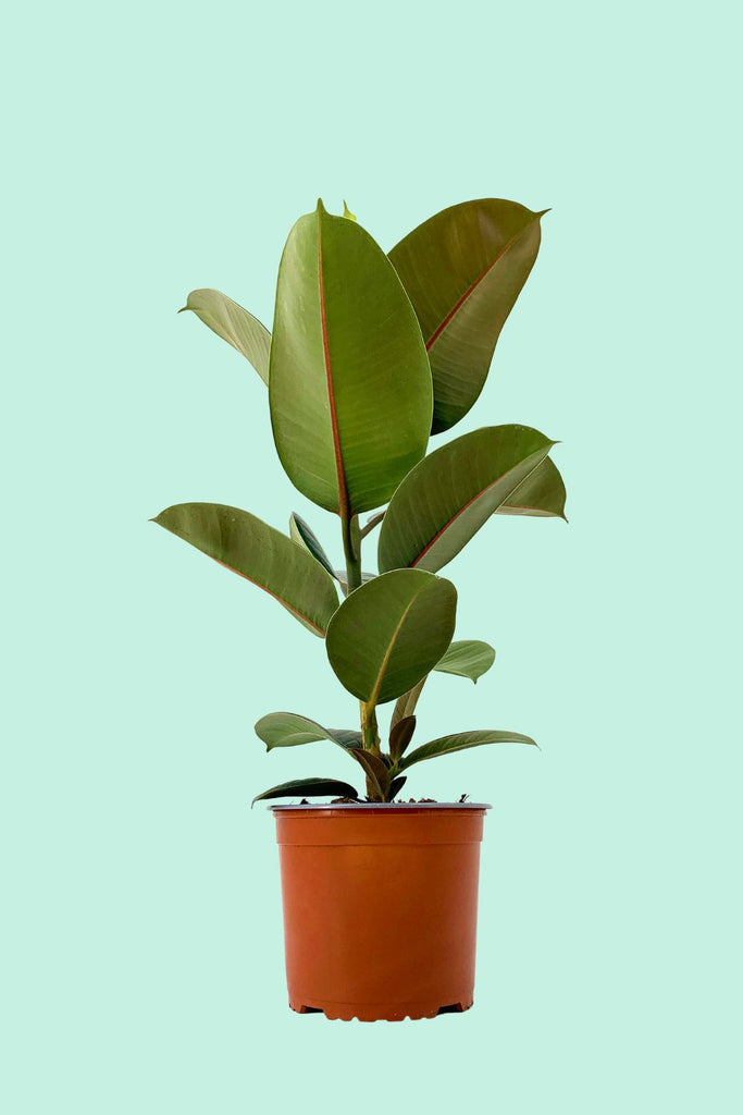 Tipps zur Pflege deiner Pflanze : Ficus elastica robusta – PflanzenFuerAlle