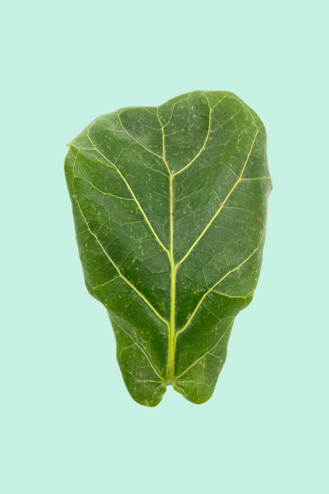 Tipps zur Pflege deiner Pflanze : Ficus lyrata – PflanzenFuerAlle