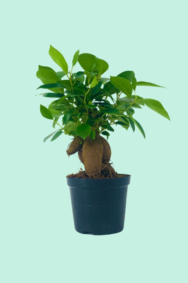 Ficus microcarpa 'ginseng'