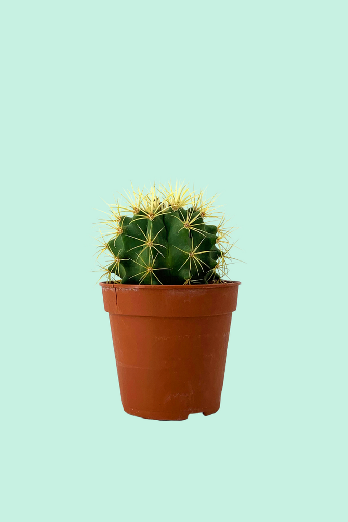 kaktus schwarzer tod Cactus echinocactus grusonii – PflanzenFuerAlle