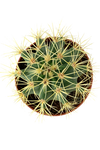 Cactus echinocactus grusonii