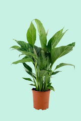 Tipps zur Pflege deiner Pflanze : Spathiphyllum Bingo Cupido –  PflanzenFuerAlle