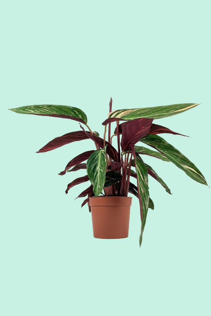 Tipps zur Pflege deiner Pflanze : Calathea orbifolia  PflanzenFuerAlle