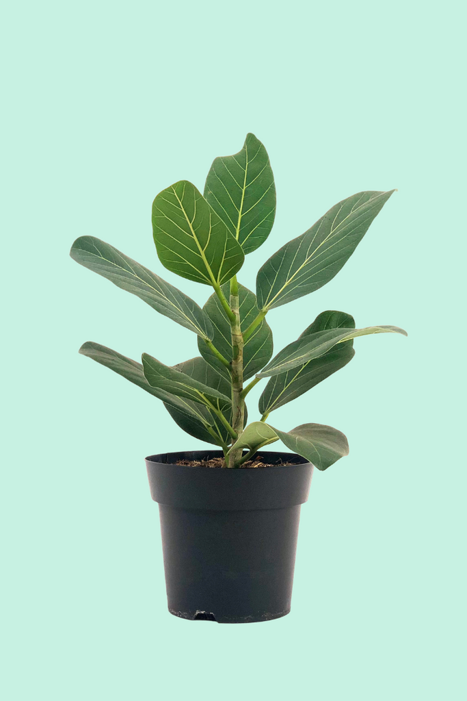 Tipps zur Pflege deiner Pflanze : Calathea orbifolia – PflanzenFuerAlle