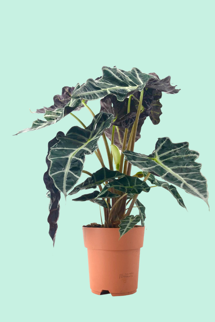 Tipps zur Pflege deiner Pflanze : Alocasia Polly – PflanzenFuerAlle