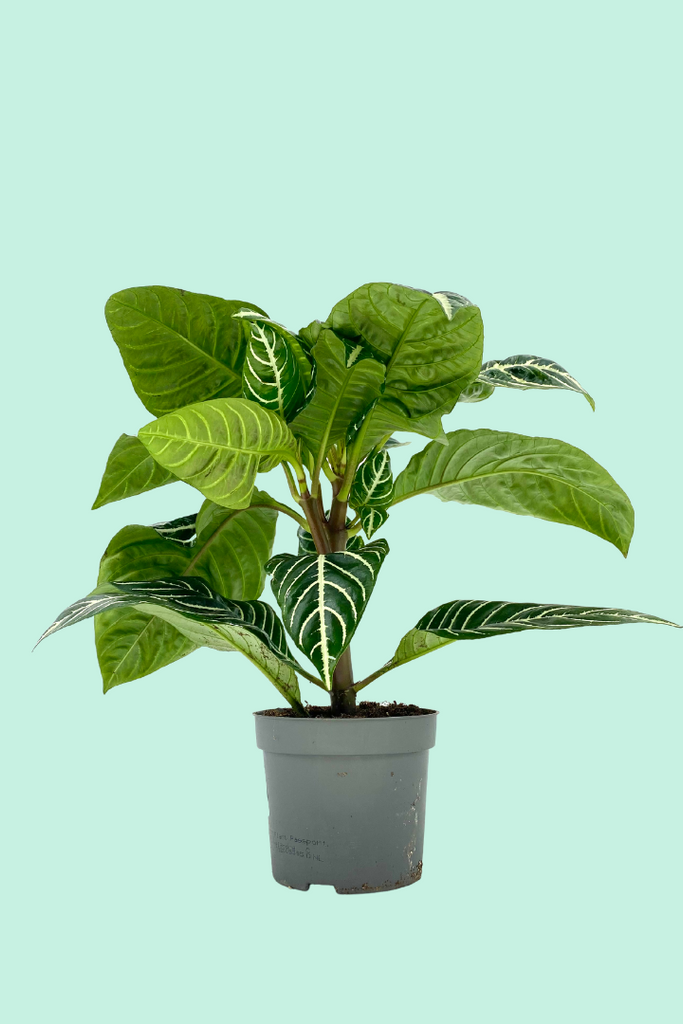 Tipps zur Pflege deiner Pflanze : Calathea orbifolia – PflanzenFuerAlle