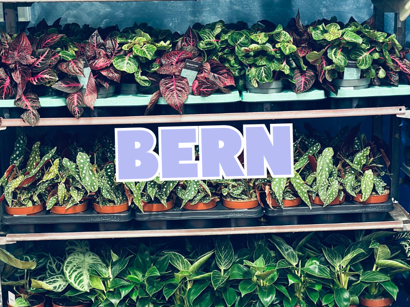 Großer Pflanzenverkauf  <br>Bern