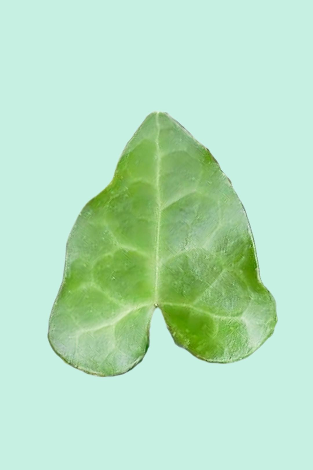 Tipps zur Pflege deiner Pflanze : Hedera helix Shamrock – PflanzenFuerAlle