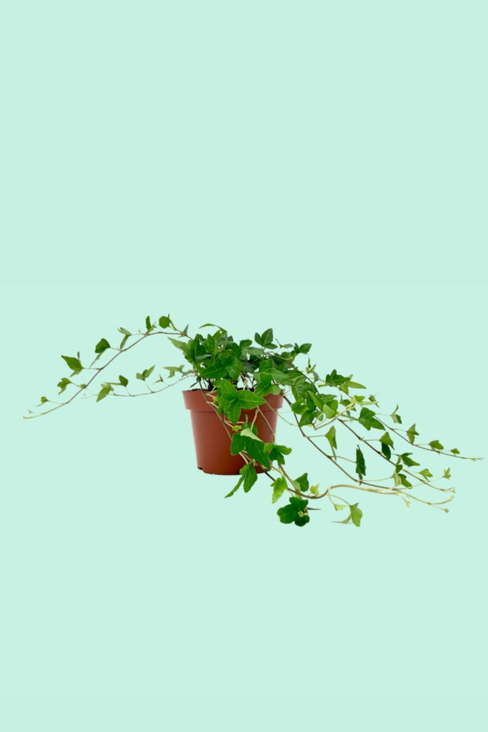 Tipps zur Pflege deiner Pflanze : Hedera helix Shamrock  PflanzenFuerAlle